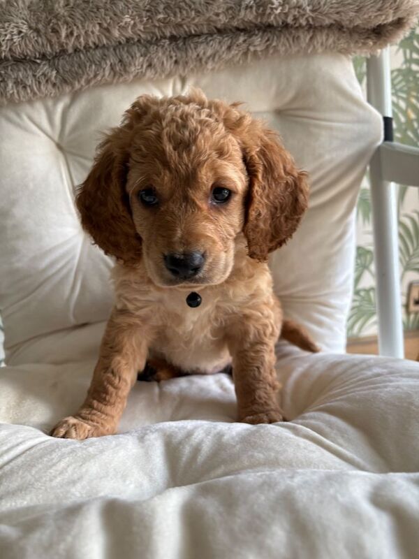 Puppies - Image 3 of 4