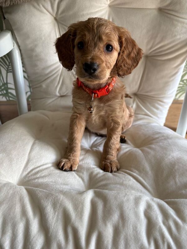 Puppies - Image 4 of 4