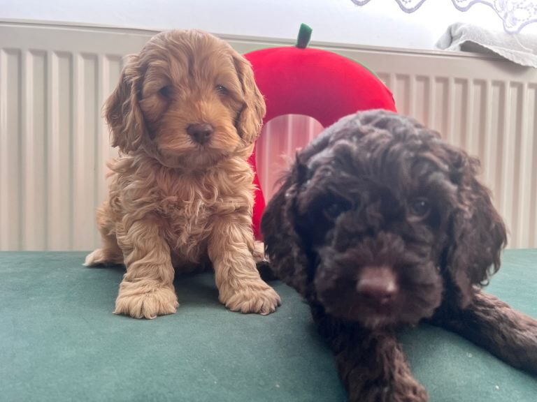 Puppies - Image 2 of 5