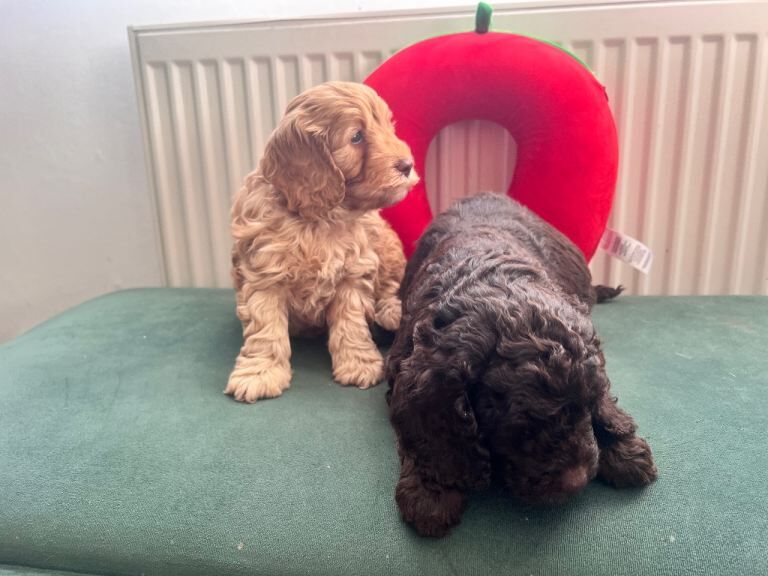 Puppies - Image 3 of 5