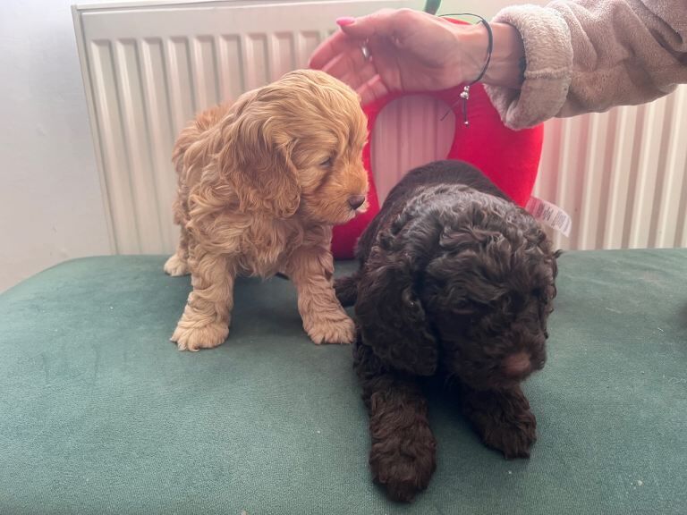 Puppies - Image 4 of 5