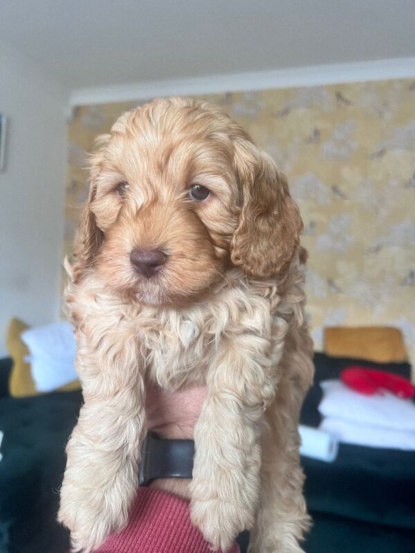 Puppies - Image 5 of 5