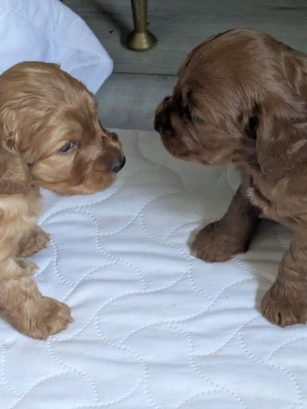 puppies cockopoo for sale in Kirkcaldy, Fife