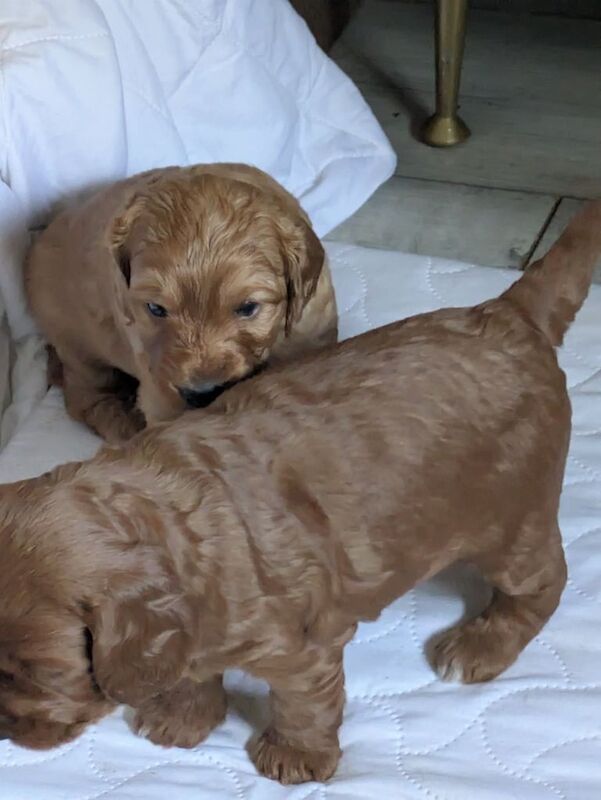 puppies cockopoo for sale in Kirkcaldy, Fife - Image 2