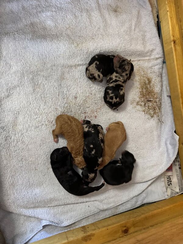 Merle Cockapoo puppies for sale in Cambridge, Cambridgeshire – 3 weeks old