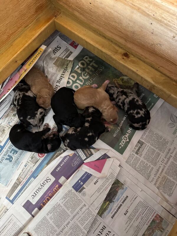 Cockapoo puppies for sale in Cambridge, Cambridgeshire – 3 weeks old - Image 2 of 3