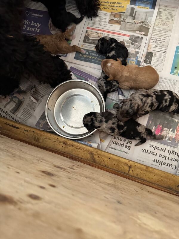 Cockapoo puppies for sale in Cambridge, Cambridgeshire – 3 weeks old - Image 3 of 3