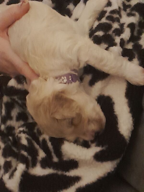 Cockapoo puppies for sale in Newry, County Armagh – 9 weeks old