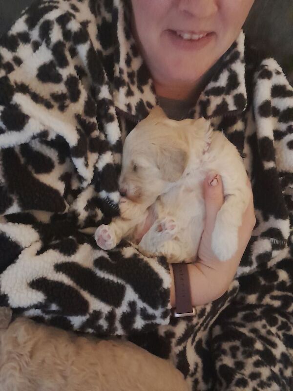 Cockapoo puppies for sale in Newry, County Armagh – 9 weeks old - Image 2 of 4