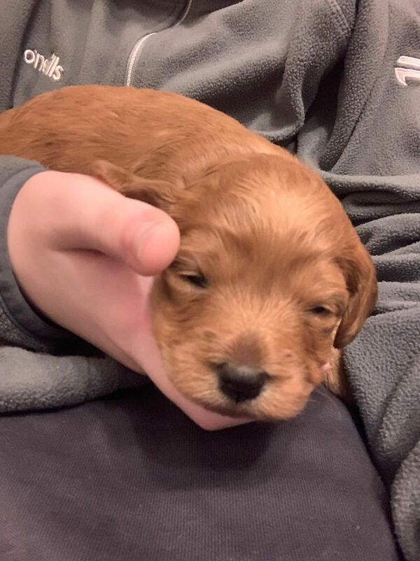 Cockapoo puppies for sale in Newry, County Armagh – 9 weeks old - Image 3 of 4