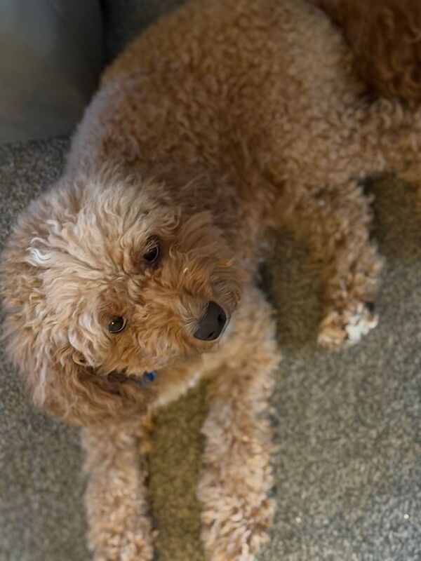 Cockapoo puppies for sale in Southport, Merseyside – 3 weeks old - Image 3 of 5