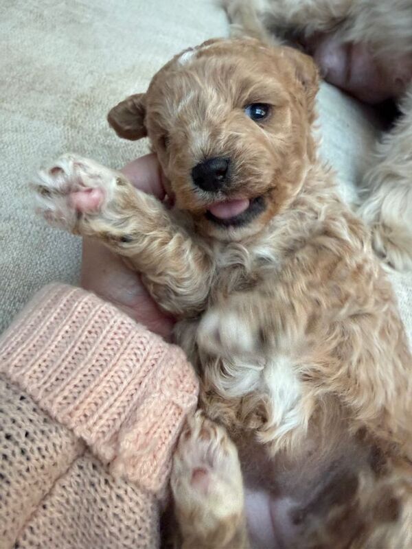 Cockapoo puppies for sale in Southport, Merseyside – 3 weeks old - Image 4 of 5