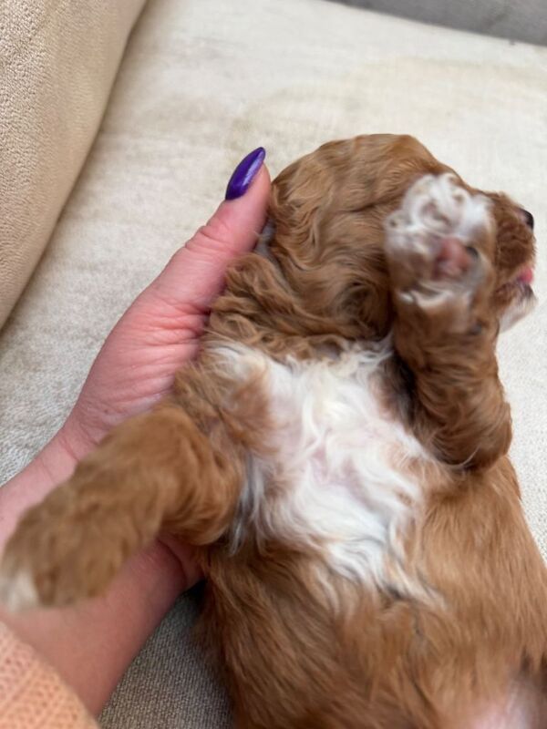 Cockapoo puppies for sale in Southport, Merseyside – 3 weeks old - Image 5 of 5