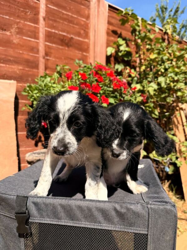 Puppies for sale - Image 2 of 5