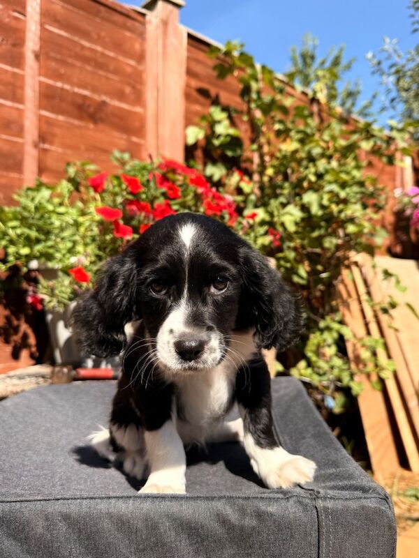 Puppies for sale - Image 3 of 5