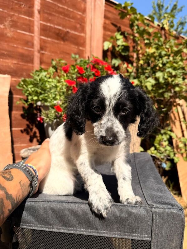 Puppies for sale - Image 4 of 5