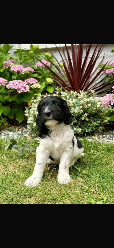 Cockapoo puppies for sale in Leicester, Leicestershire – 10 weeks old