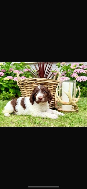 Cockapoo puppies for sale in Leicester, Leicestershire – 10 weeks old - Image 2 of 3