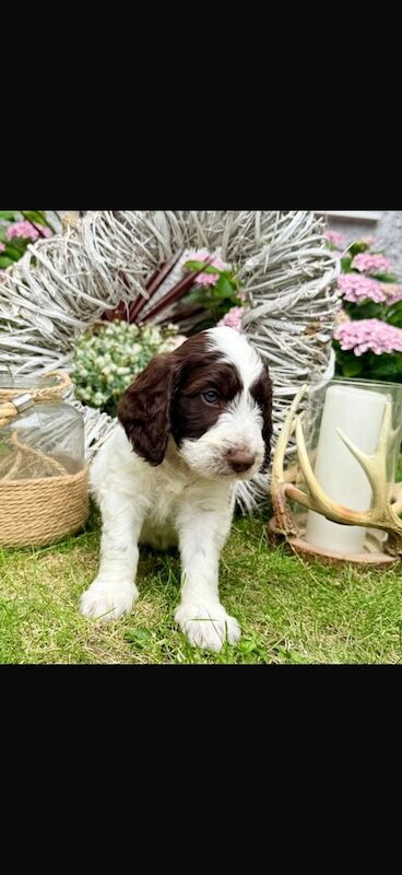 Cockapoo puppies for sale in Leicester, Leicestershire – 10 weeks old - Image 3 of 3