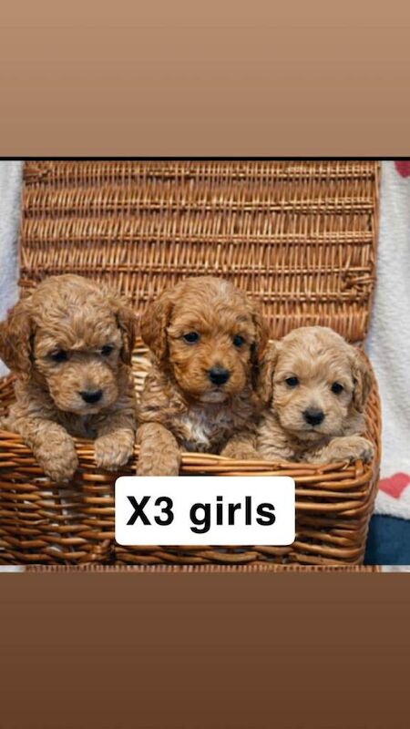 Cockapoo Puppies For Sale