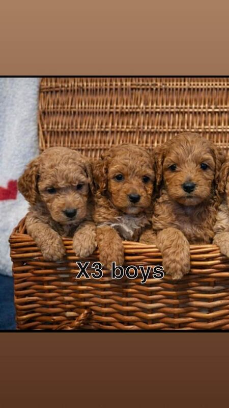 Cockapoo puppies for sale in Goole Green, South Yorkshire – 9 weeks old - Image 2 of 2