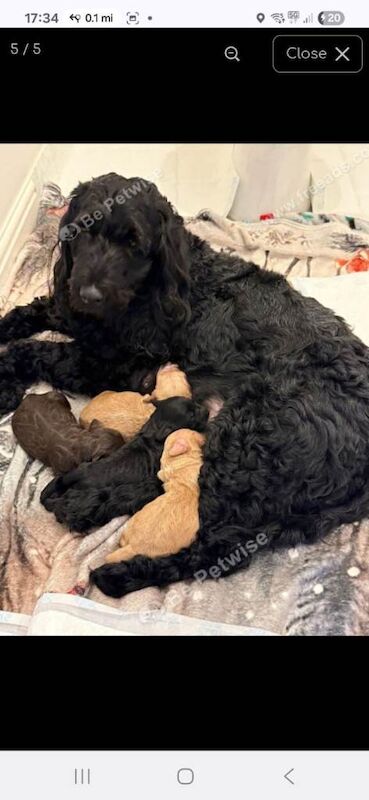 Cockapoo puppies for sale in Walthamstow, London – 4 months old
