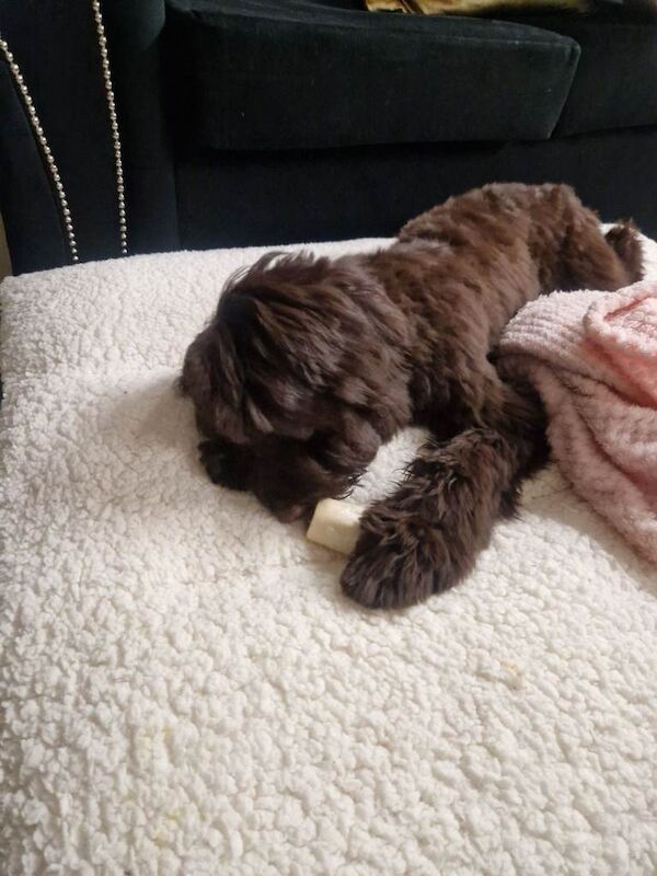 Cockapoo puppies for sale in Walthamstow, London – 4 months old - Image 2 of 5