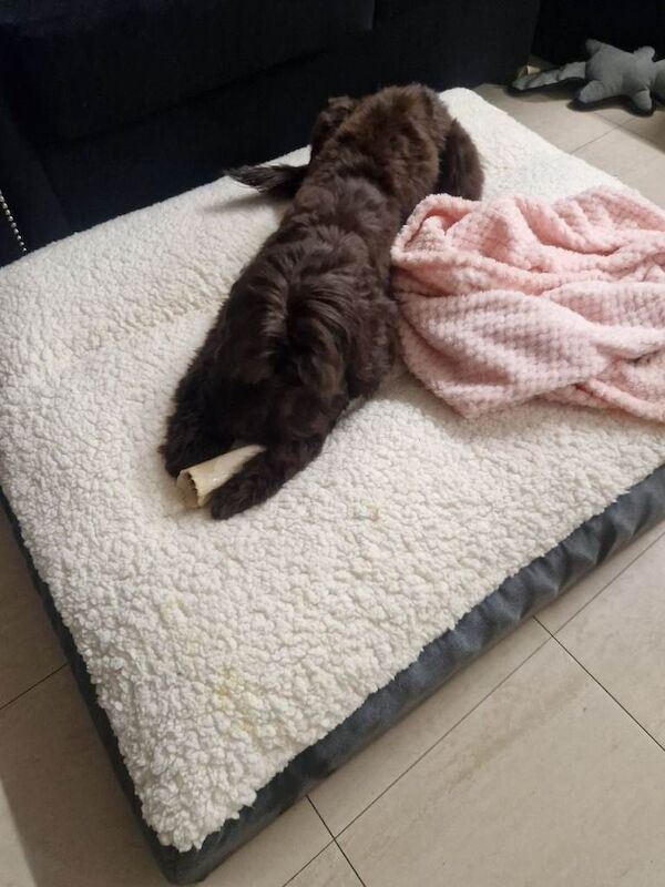 Cockapoo puppies for sale in Walthamstow, London – 4 months old - Image 3 of 5