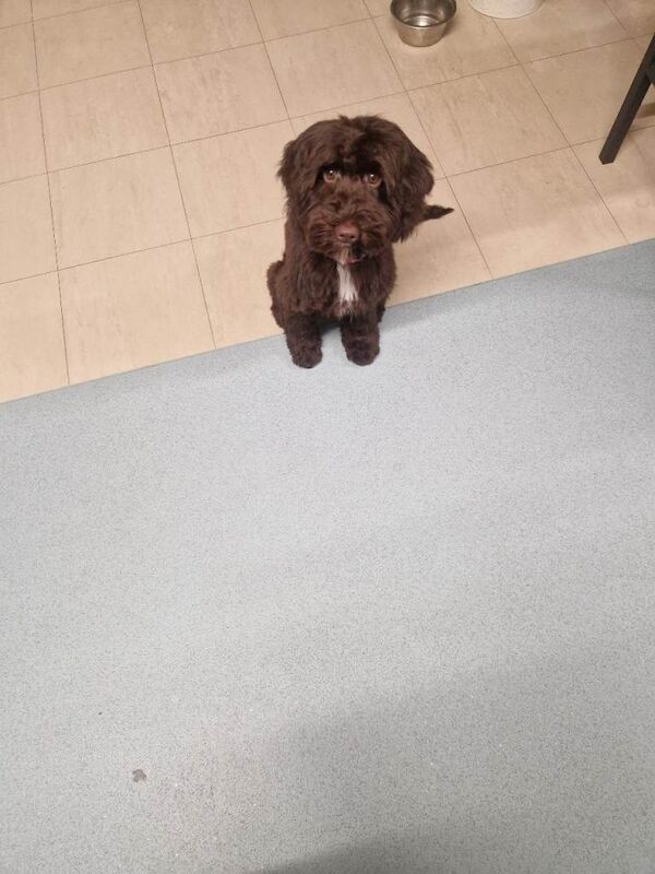 Cockapoo puppies for sale in Walthamstow, London – 4 months old - Image 4 of 5