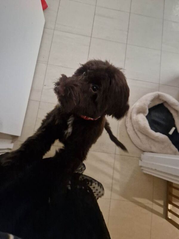 Cockapoo puppies for sale in Walthamstow, London – 4 months old - Image 5 of 5