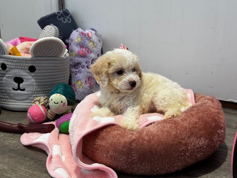 Cockapoo puppies for sale in Barking, Greater London – 11 weeks old - Image 2 of 6