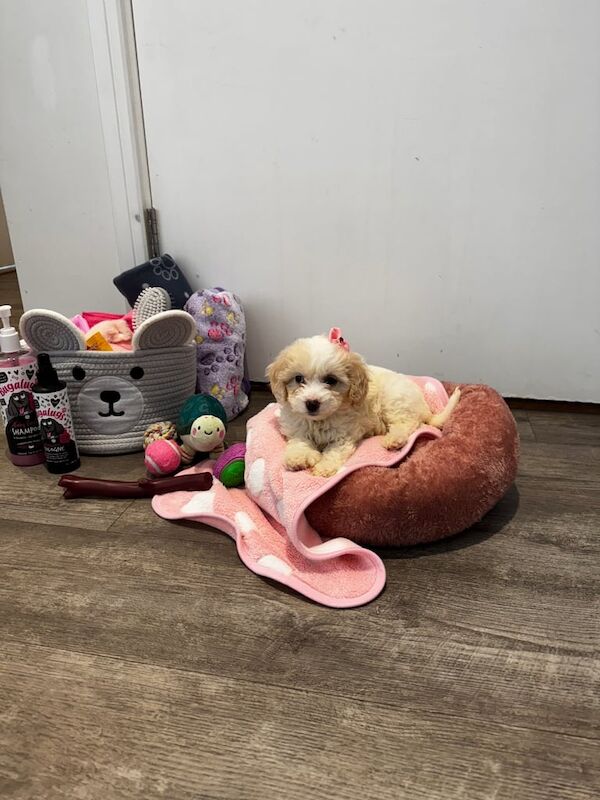 Cockapoo puppies for sale in Barking, Greater London – 11 weeks old - Image 3 of 6
