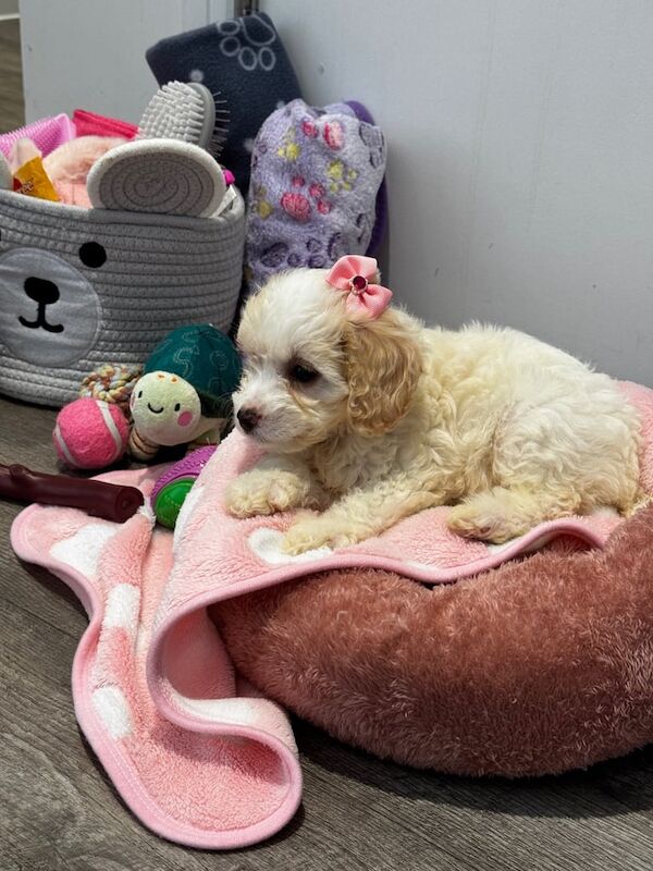 Cockapoo puppies for sale in Barking, Greater London – 11 weeks old - Image 4 of 6