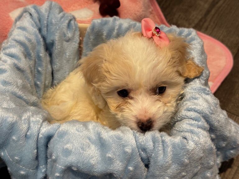 Cockapoo puppies for sale in Barking, Greater London – 11 weeks old - Image 5 of 6