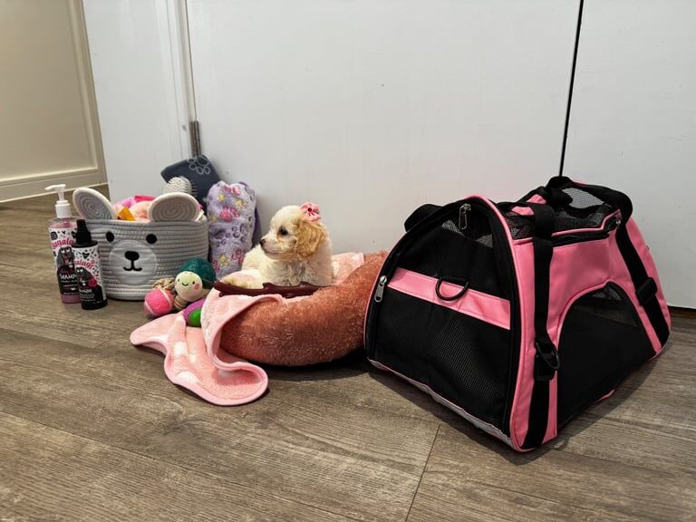 Cockapoo puppies for sale in Barking, Greater London – 11 weeks old - Image 6 of 6