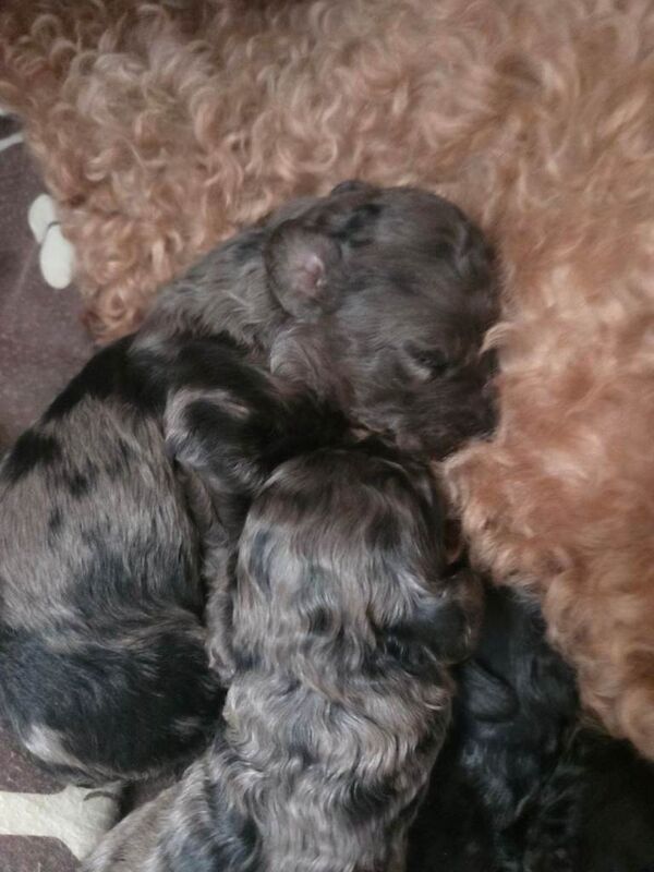 Cockapoo puppies for sale in Egham, Surrey – 3 months old - Image 2 of 5