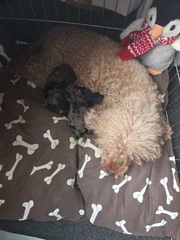 Cockapoo puppies for sale in Egham, Surrey – 3 months old - Image 3 of 5