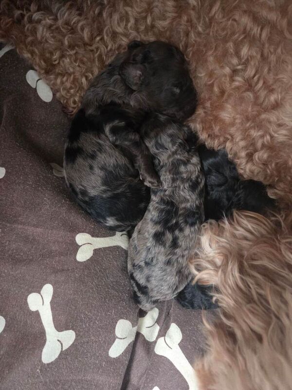 Cockapoo puppies for sale in Egham, Surrey – 3 months old - Image 4 of 5