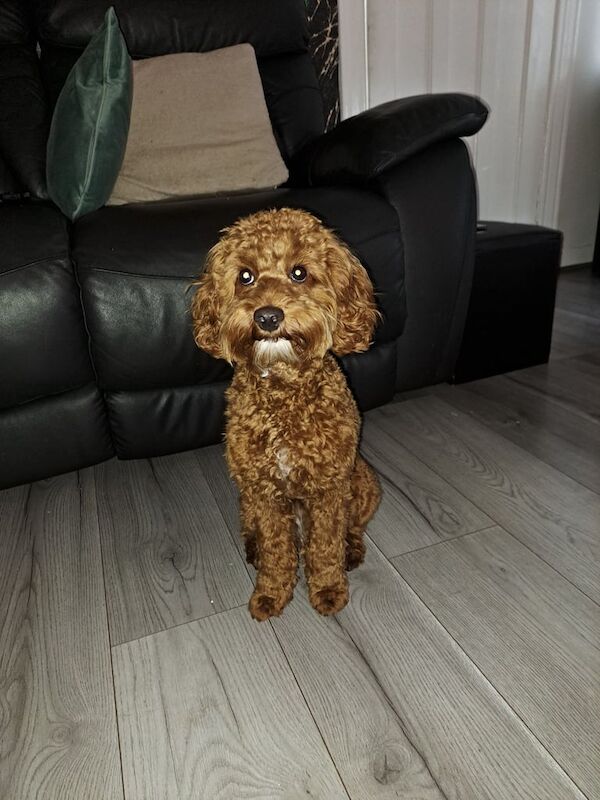 Cockapoo puppies for sale in South Side, City of Edinburgh – 9 months old