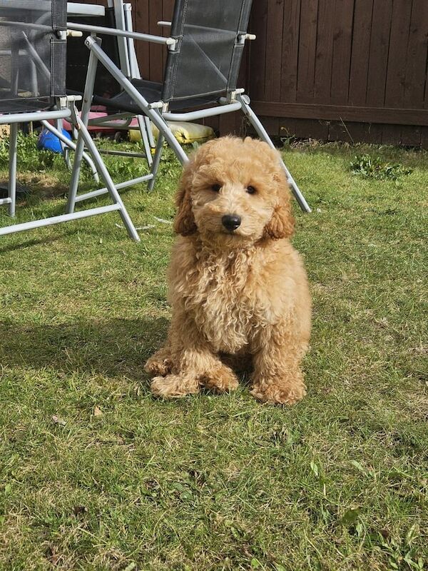 Cockapoo puppies for sale in Haddington, East Lothian – 3 months old