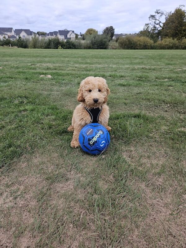 Cockapoo puppies for sale in Haddington, East Lothian – 3 months old - Image 3 of 3