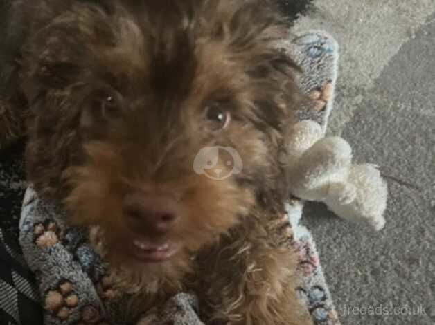 Cockapoo puppies for sale in Bexley, Greater London – 1 year old - Image 2 of 5