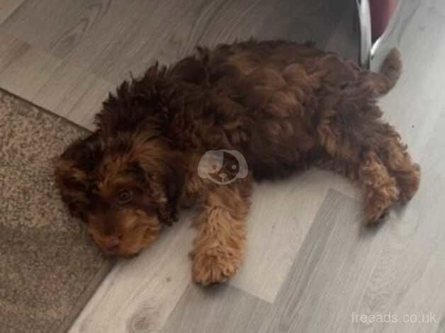 Cockapoo puppies for sale in Bexley, Greater London – 1 year old - Image 3 of 5