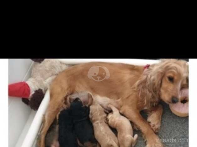 Cockapoo puppies for sale in Bexley, Greater London – 1 year old - Image 4 of 5