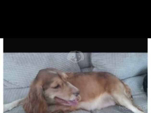 Cockapoo puppies for sale in Bexley, Greater London – 1 year old - Image 5 of 5