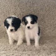 Puppy's for sale in Leighton Buzzard, Bedfordshire