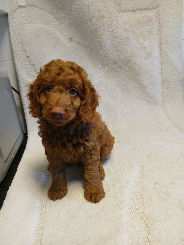 Cockapoo puppies for sale in Magherafelt, County Londonderry – 9 weeks old