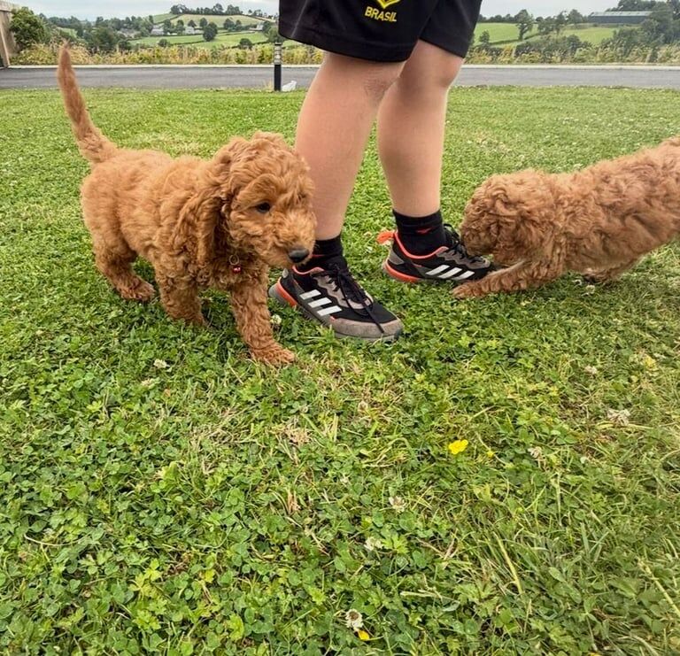Cockapoo puppies for sale in Dungannon, County Tyrone – 9 weeks old