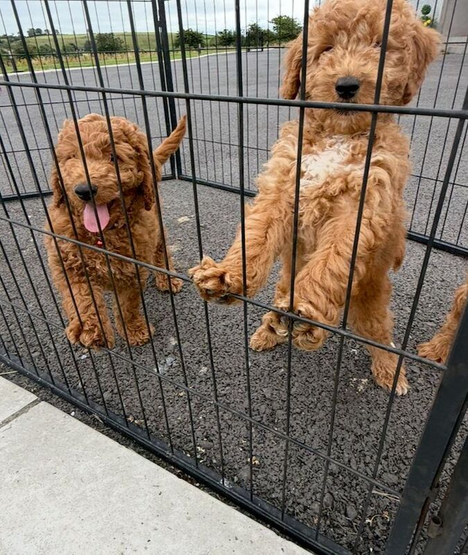 Cockapoo puppies for sale in Dungannon, County Tyrone – 10 weeks old - Image 2 of 3