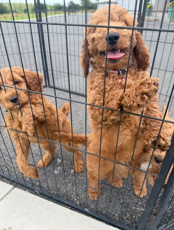 Cockapoo puppies for sale in Dungannon, County Tyrone – 10 weeks old - Image 3 of 3